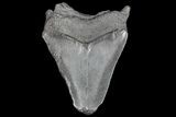Partial, Fossil Megalodon Tooth #126053-1